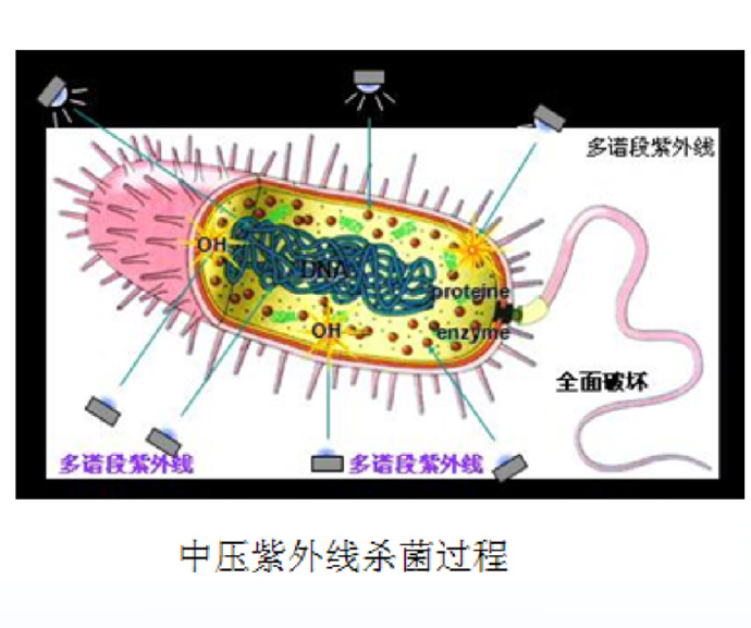 中压紫外线杀菌过程.png